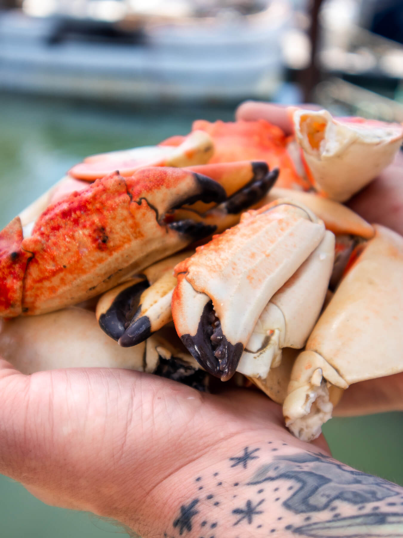 Rock Crab Claws — photo 4