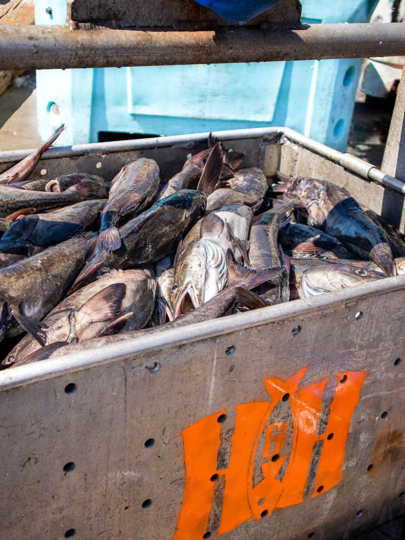 Sablefish — photo 4