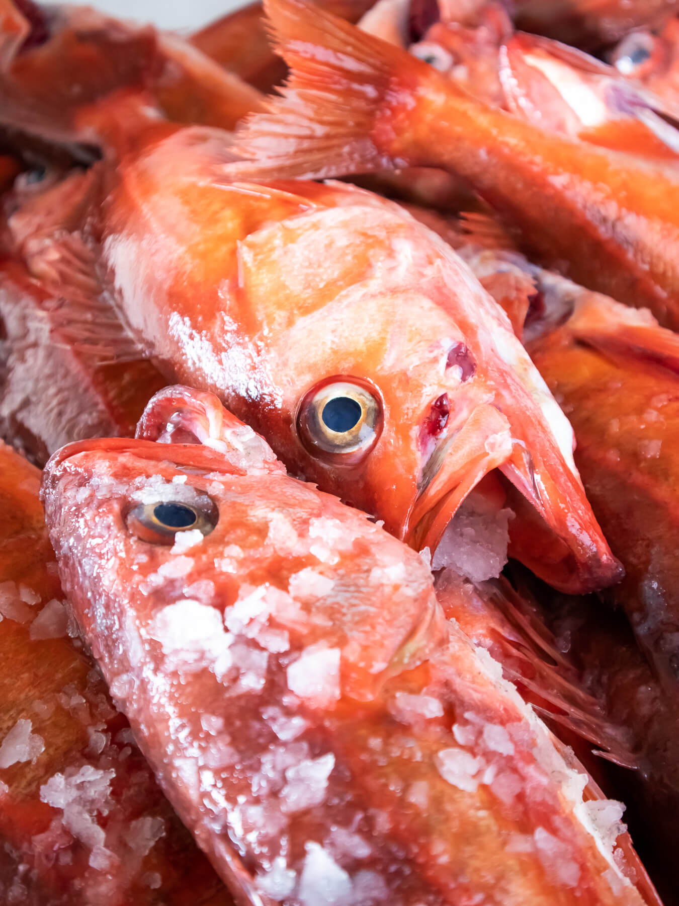 Rockfish (Skin-Off) — photo 3