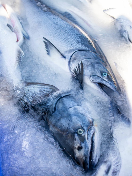 Previously Frozen King Salmon