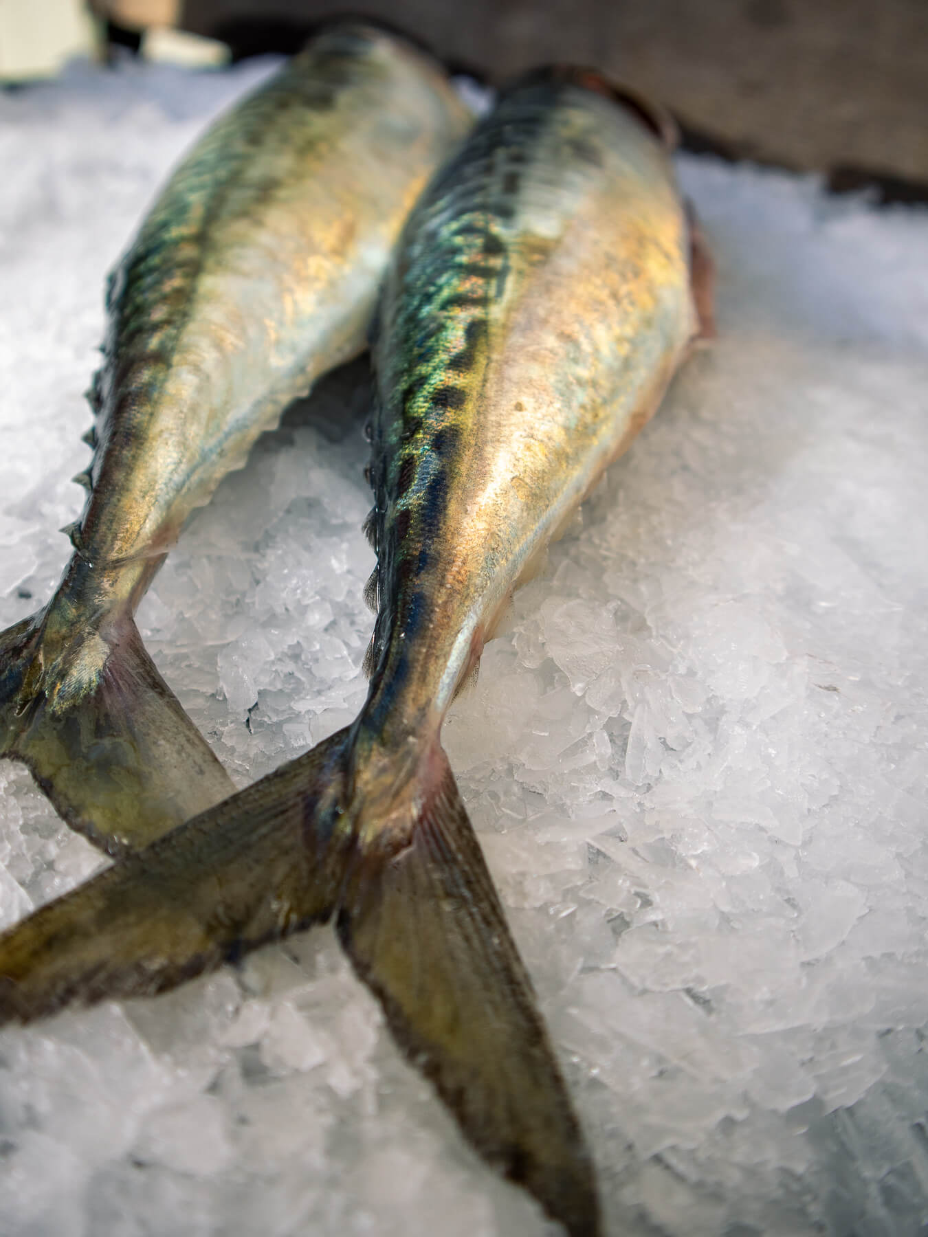 Pacific Mackerel — photo 4