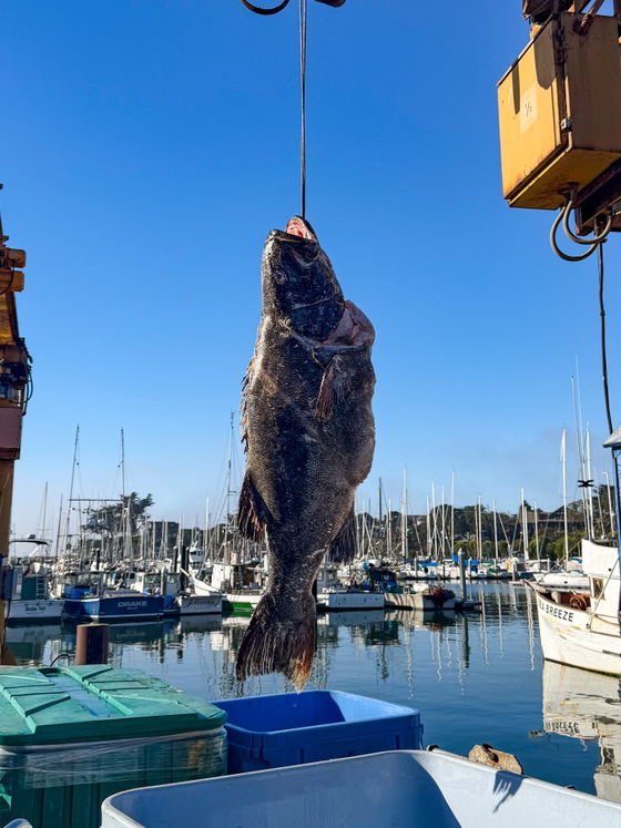 Black Seabass