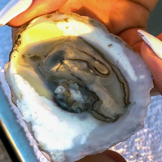 Beausoleil Oysters