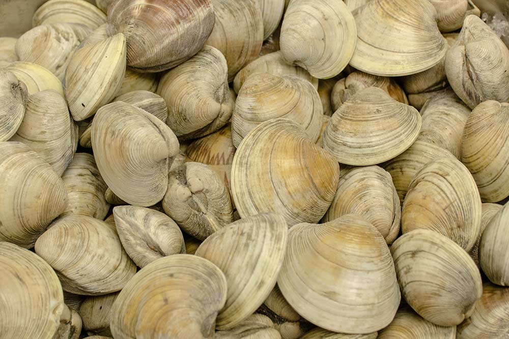 Clams — photo 2