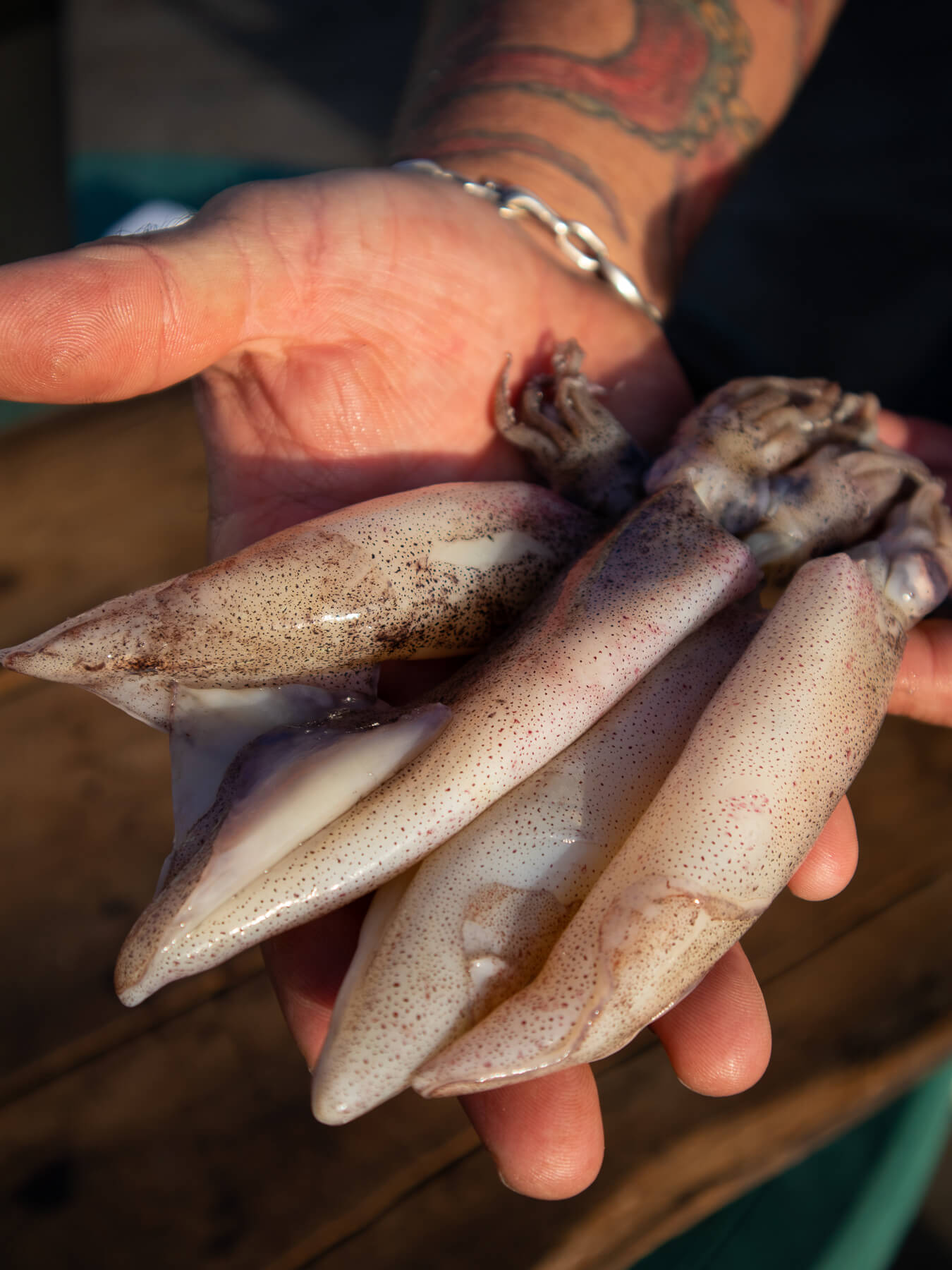 Fresh Squid — photo 2