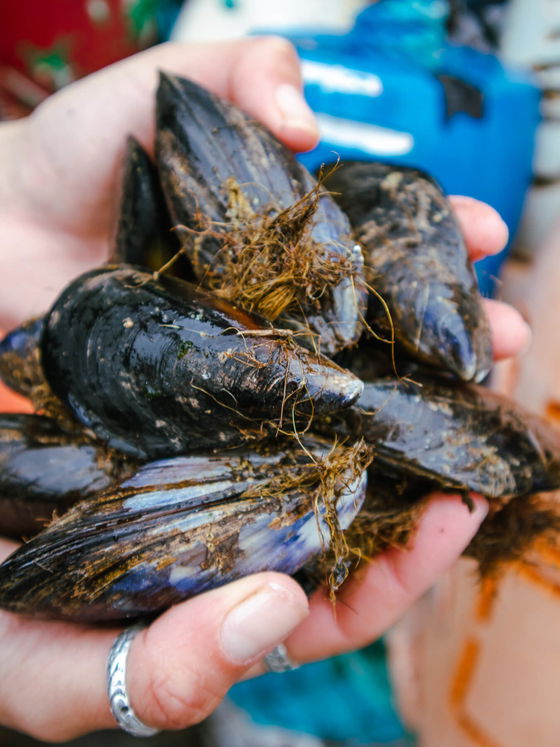 Black Mussels