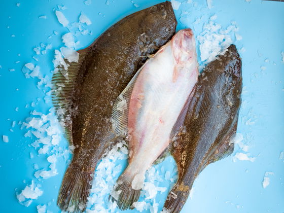 Sand Dabs