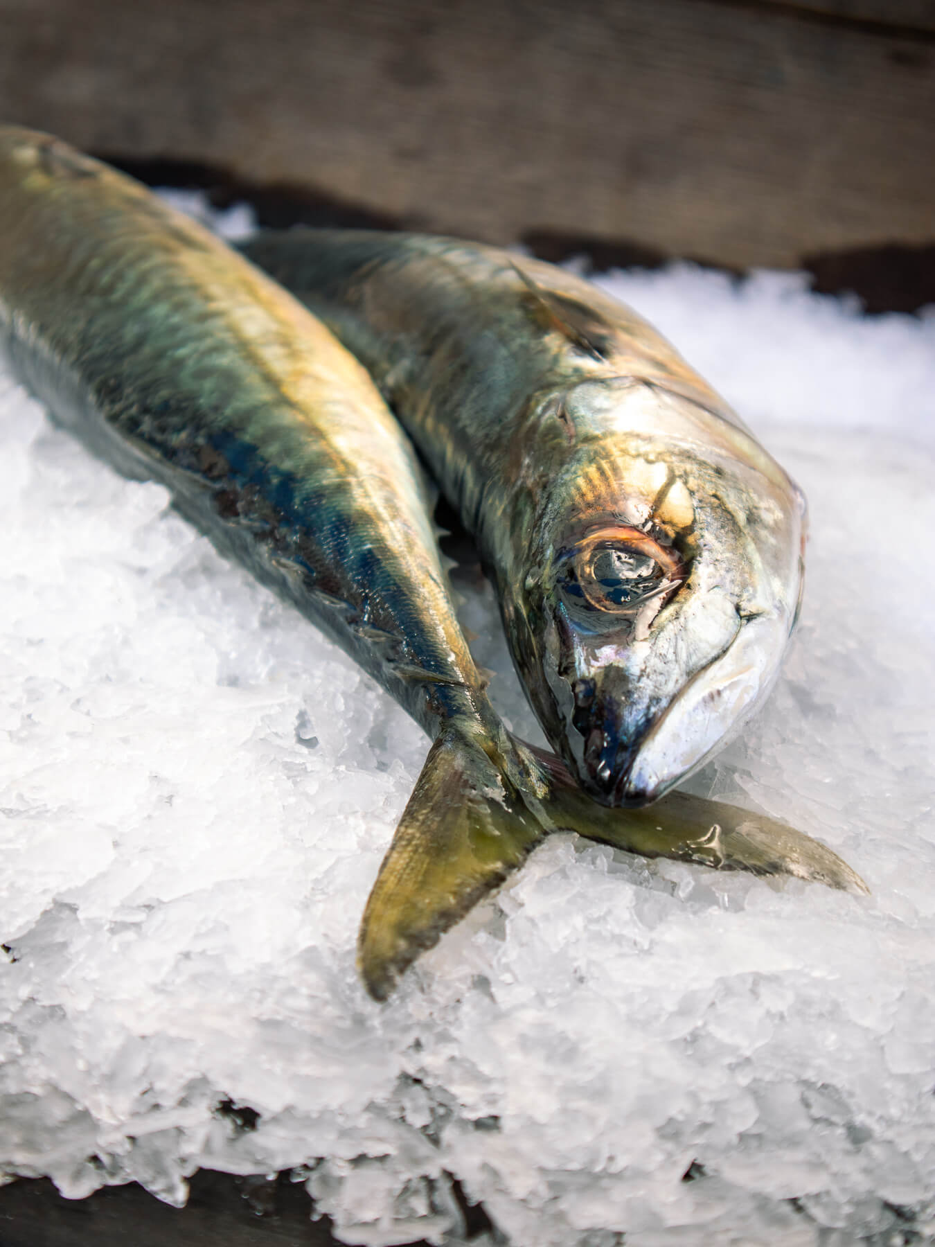 Pacific Mackerel — photo 2