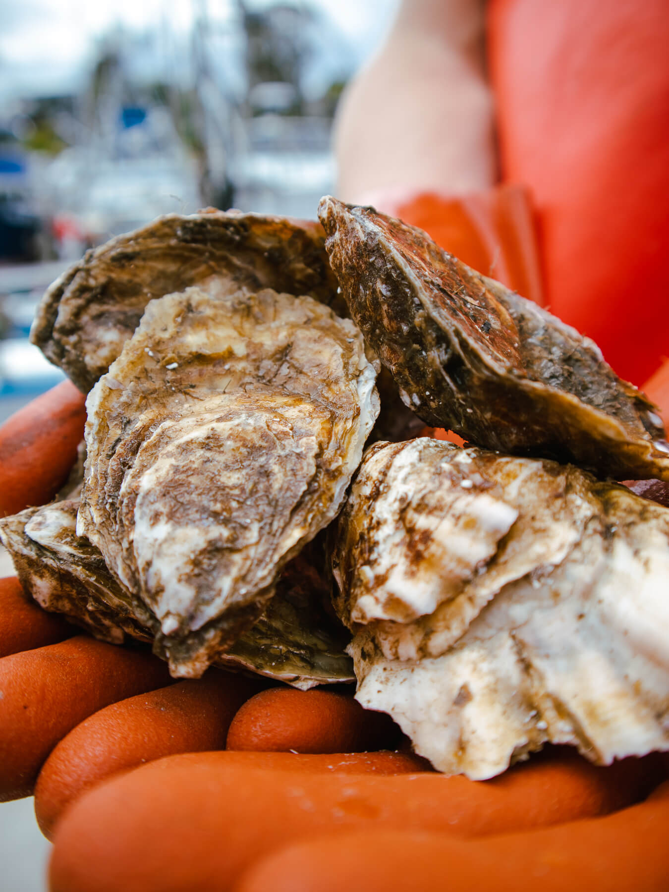 Hatsu Oysters — photo 3