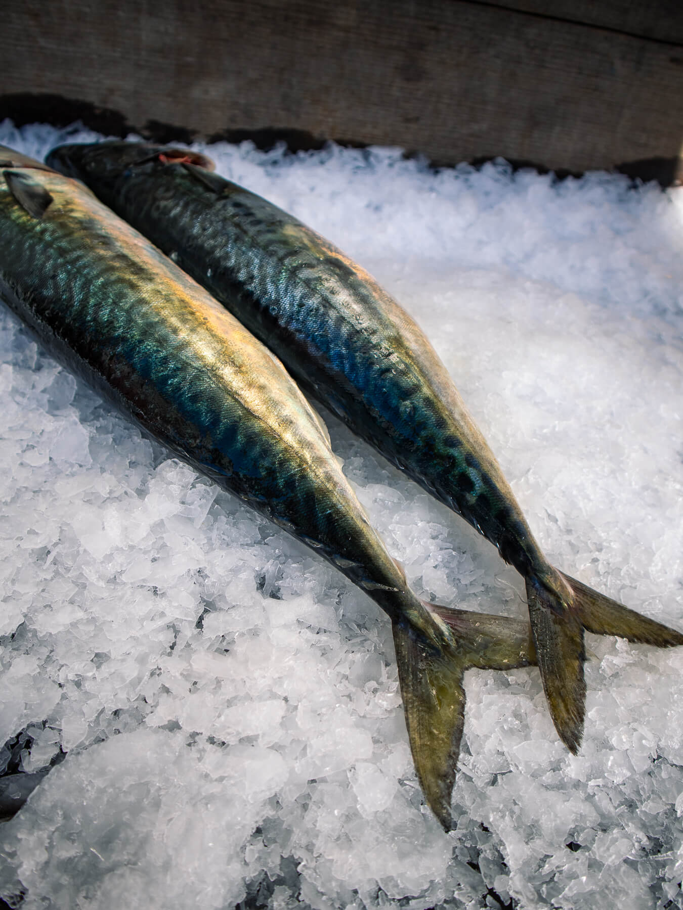Pacific Mackerel — photo 3