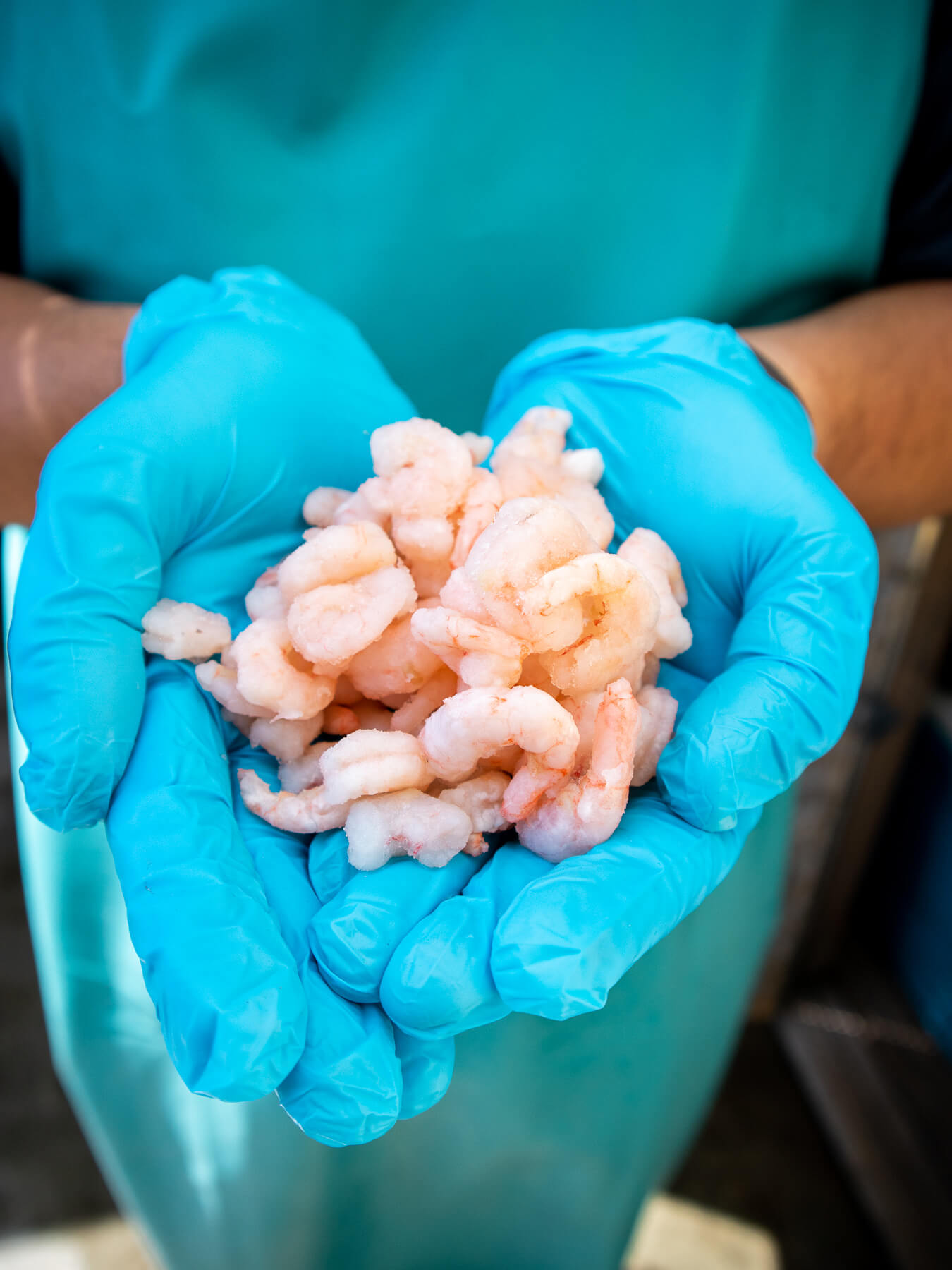 Pink Shrimp — photo 5