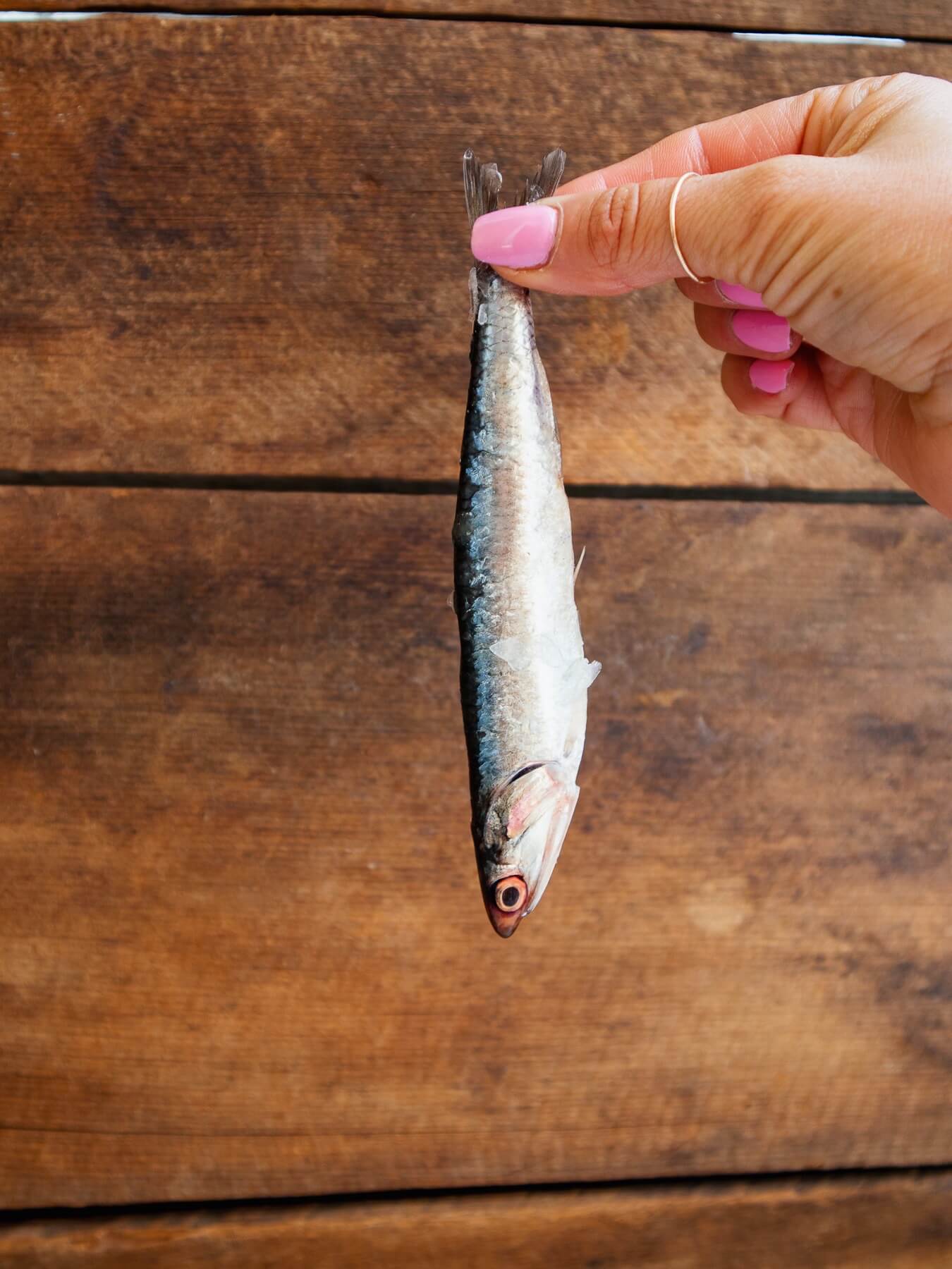 Anchovies — photo 4