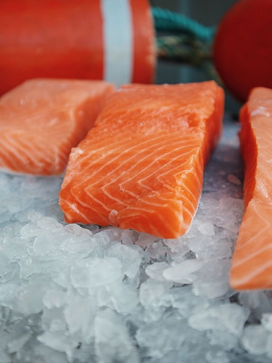 Coho Salmon