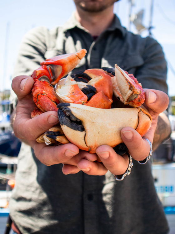 Rock Crab Claws