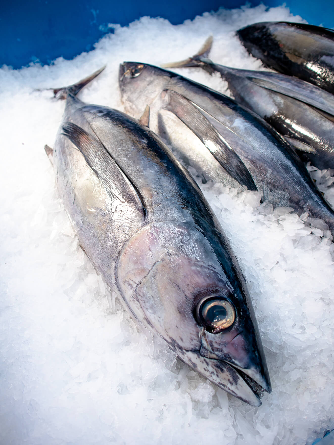 California Albacore — photo 2