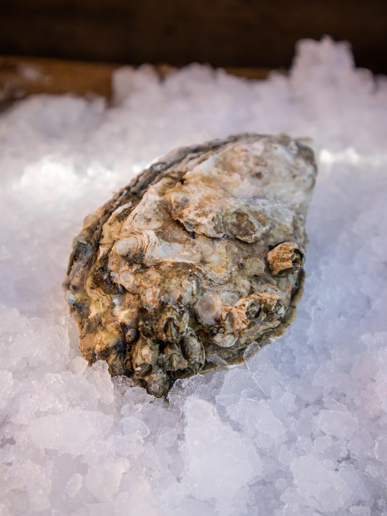 Grilling Oysters — photo 3