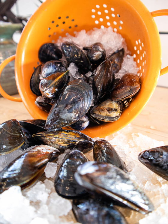 Blue Mussels