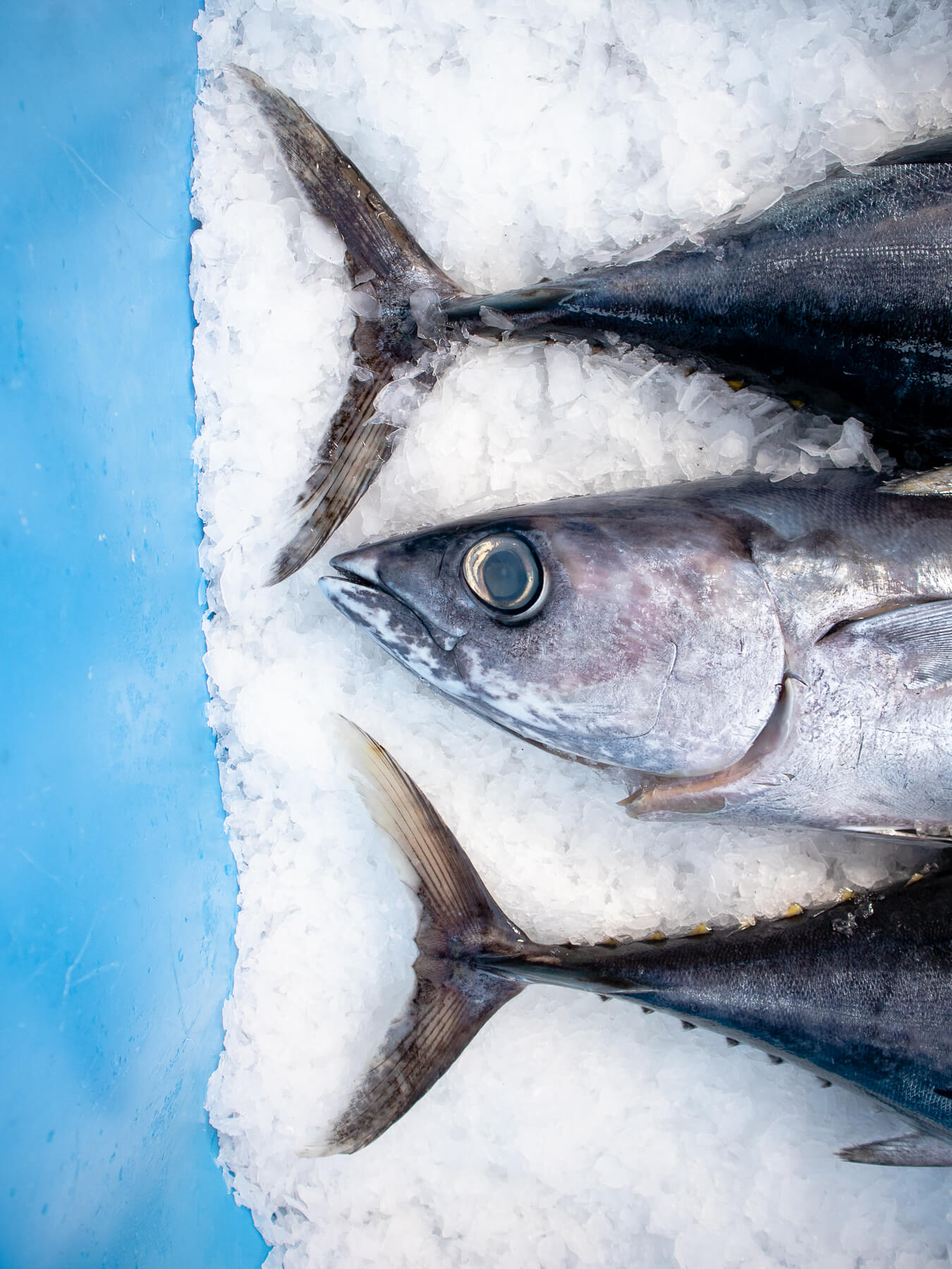 California Albacore — photo 4