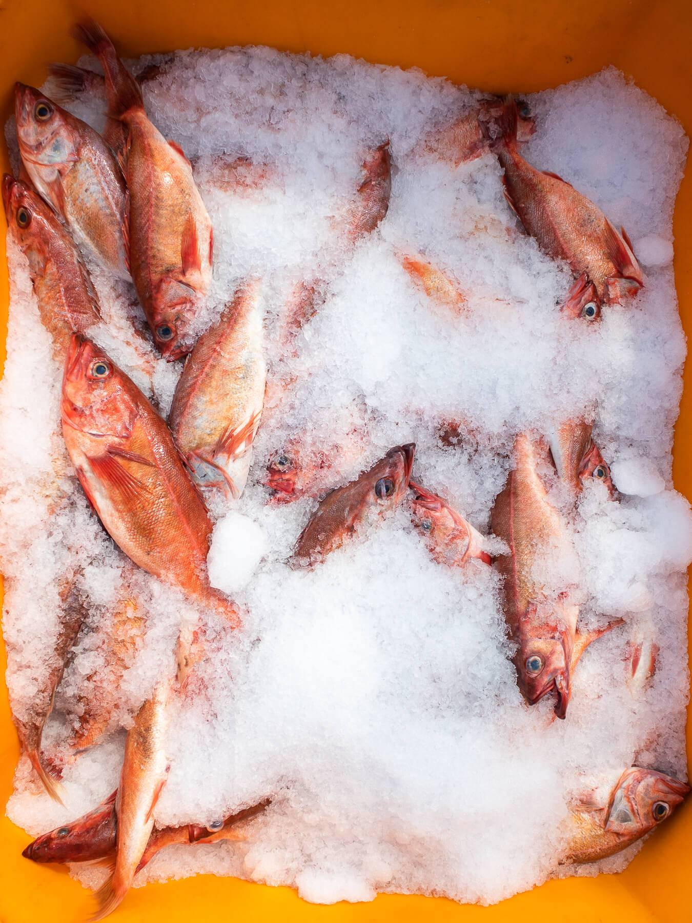 Chilipepper Rockfish  — photo 1