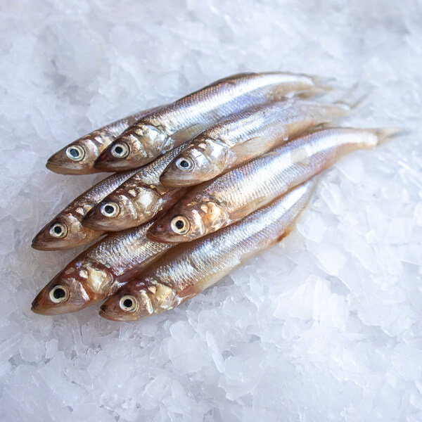 Silver Smelt — photo 2