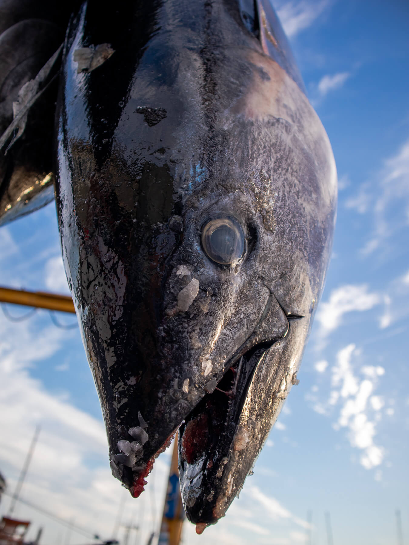 Bluefin Maguro — photo 5