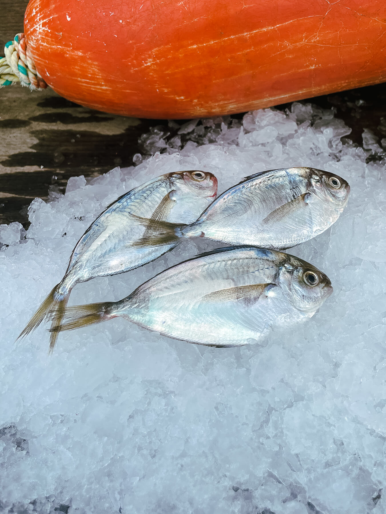 Pompano — photo 4