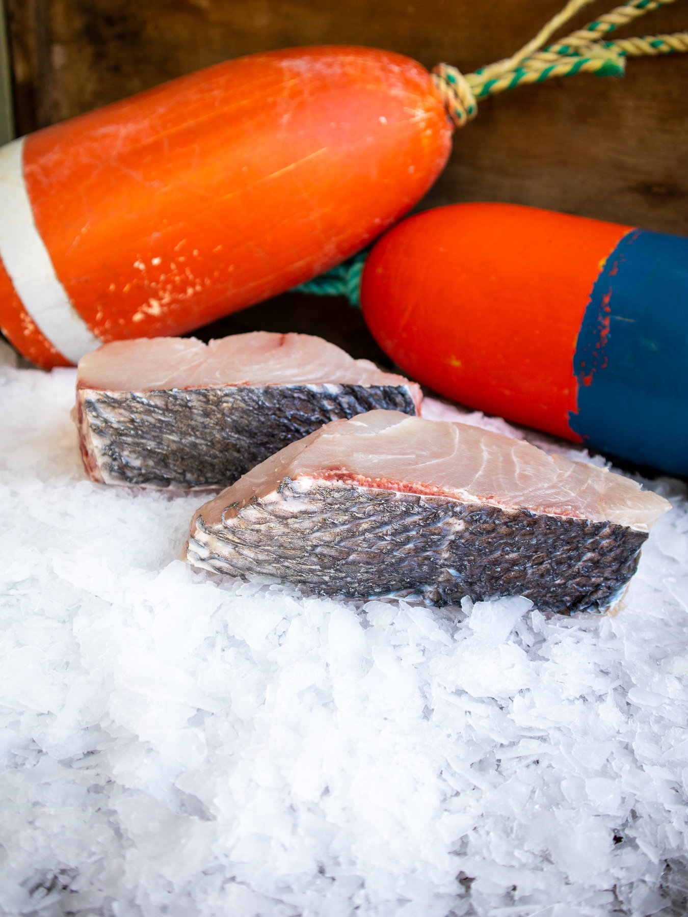 White Seabass — photo 2