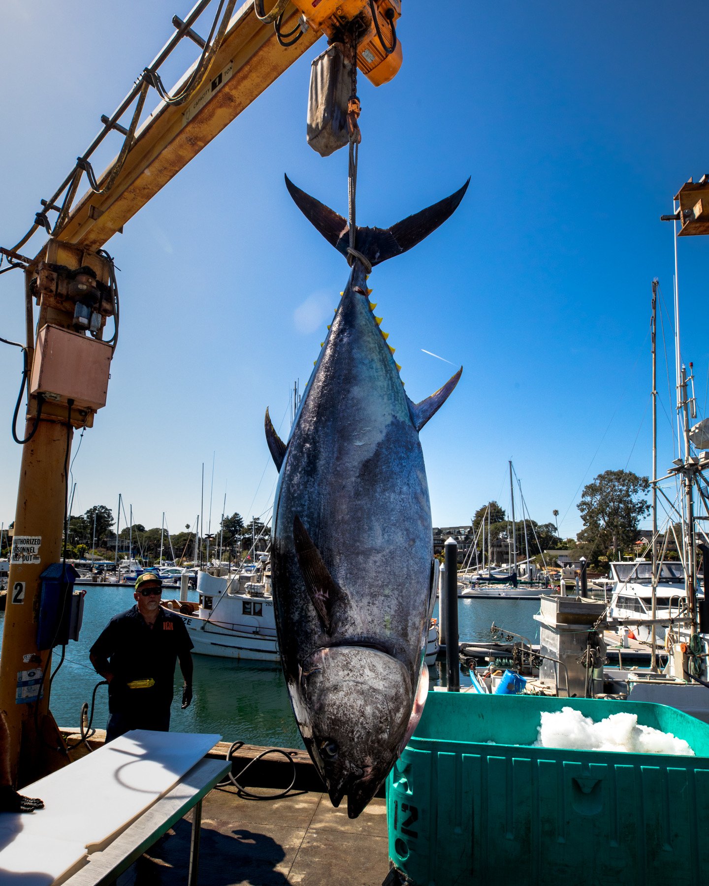 Bluefin Maguro — photo 7