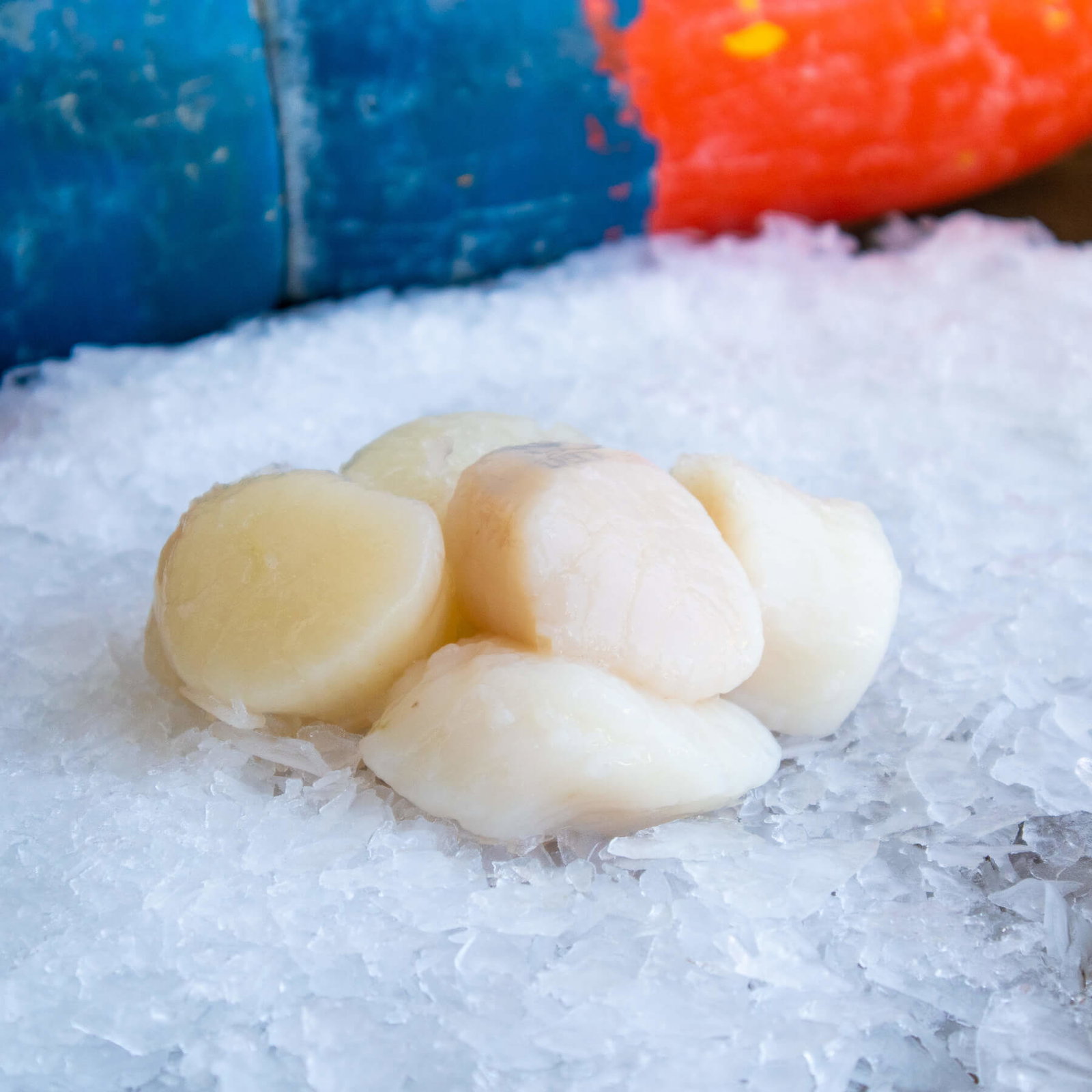 Scallops — photo 2