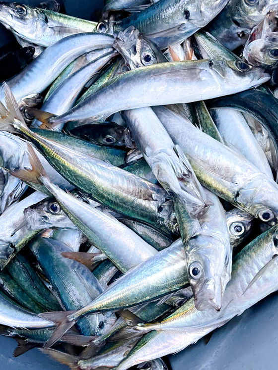 Jack Mackerel