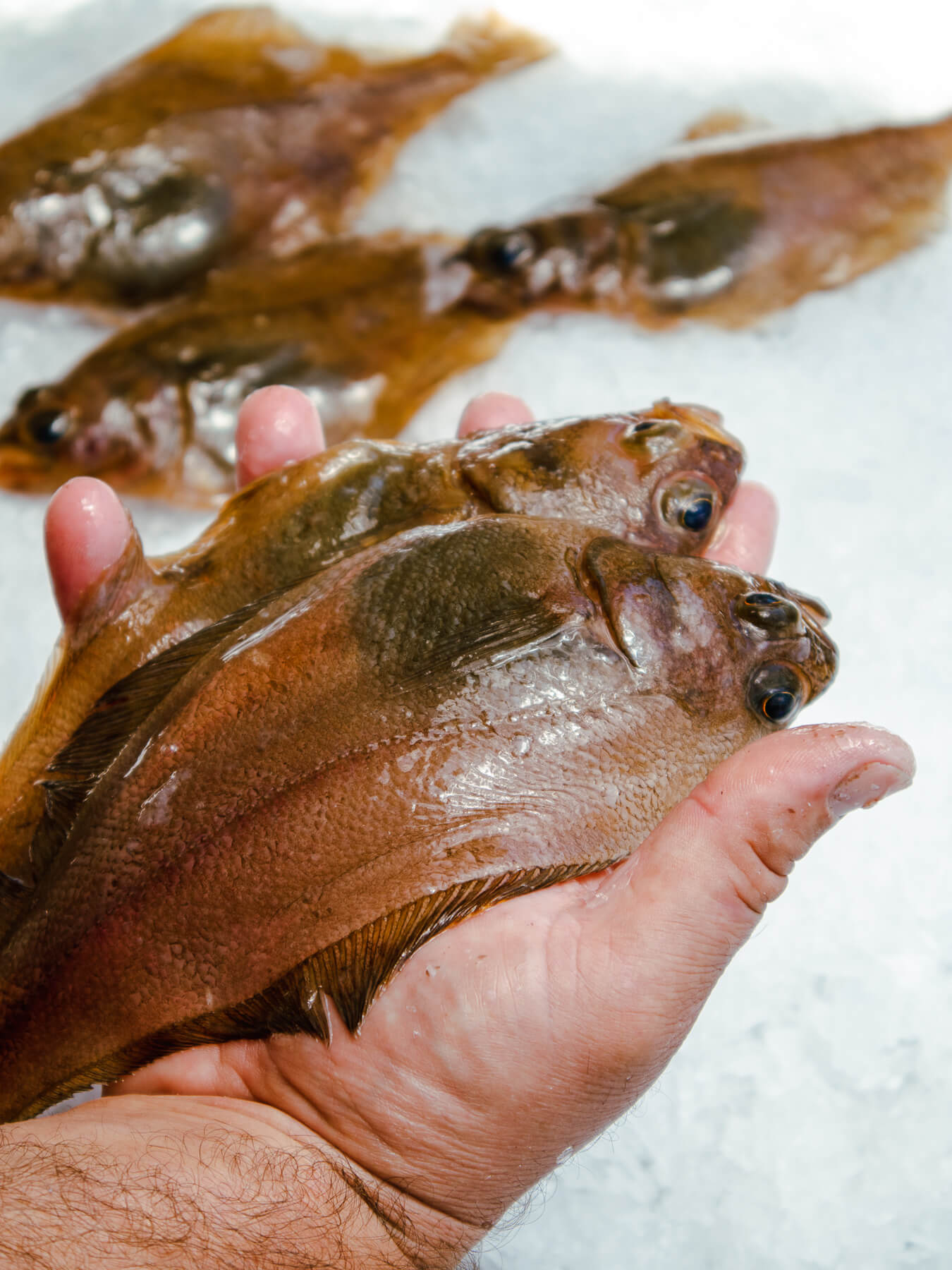 Sand Dabs — photo 3