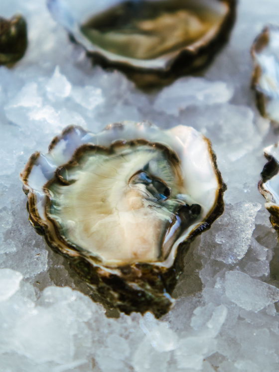 Kusshi Oysters