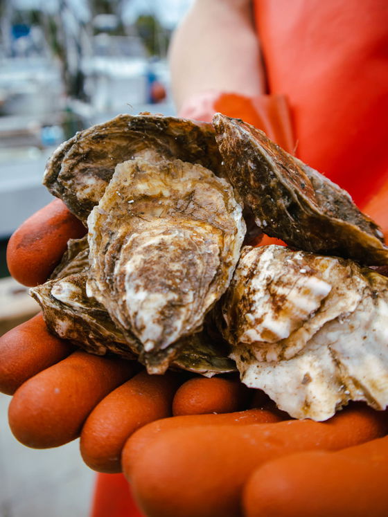 Hatsu Oysters