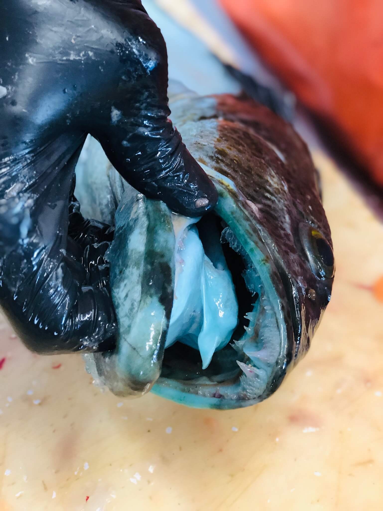 Lingcod — photo 2