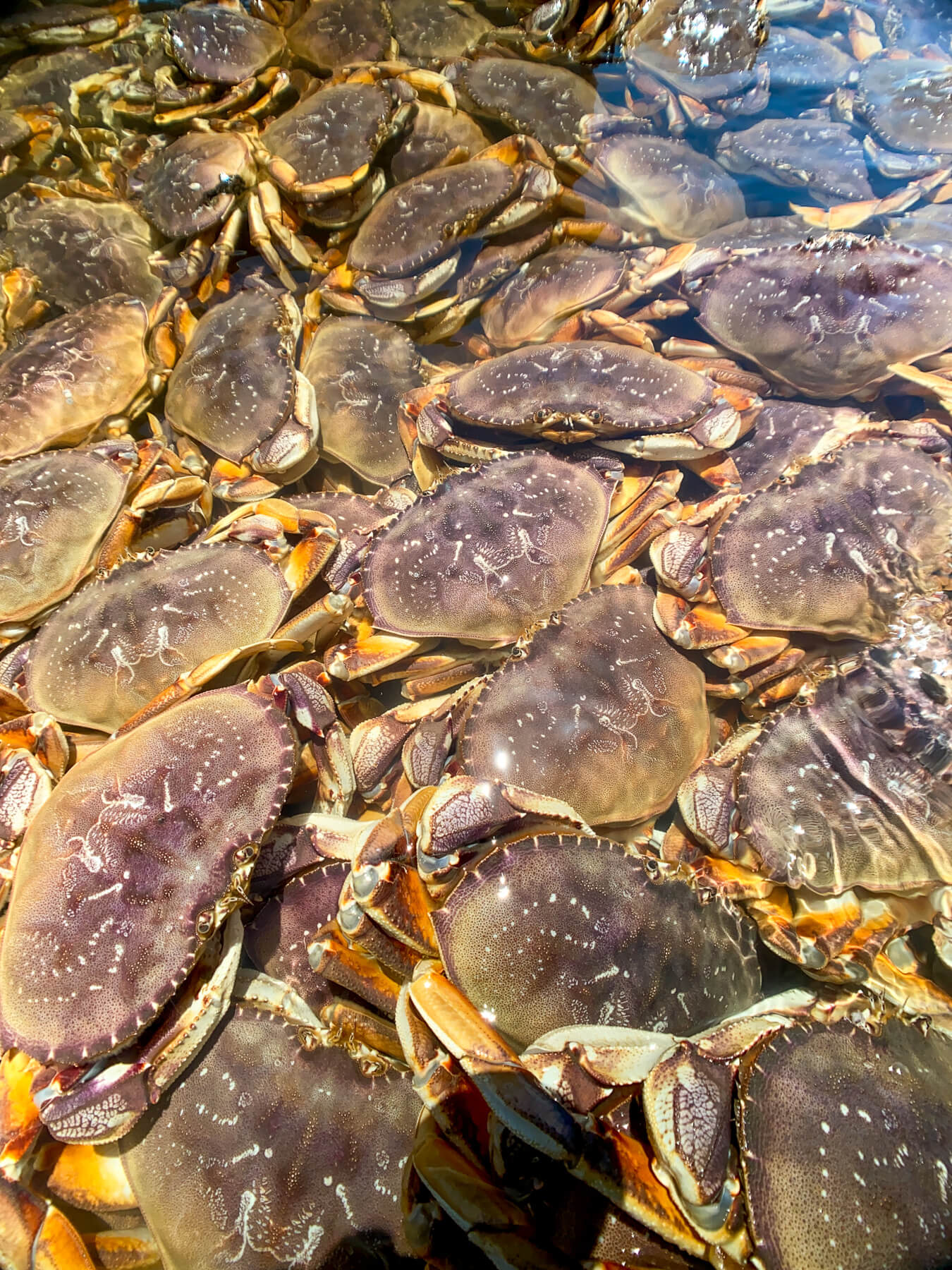 Previously Frozen Dungeness Crab — photo 4