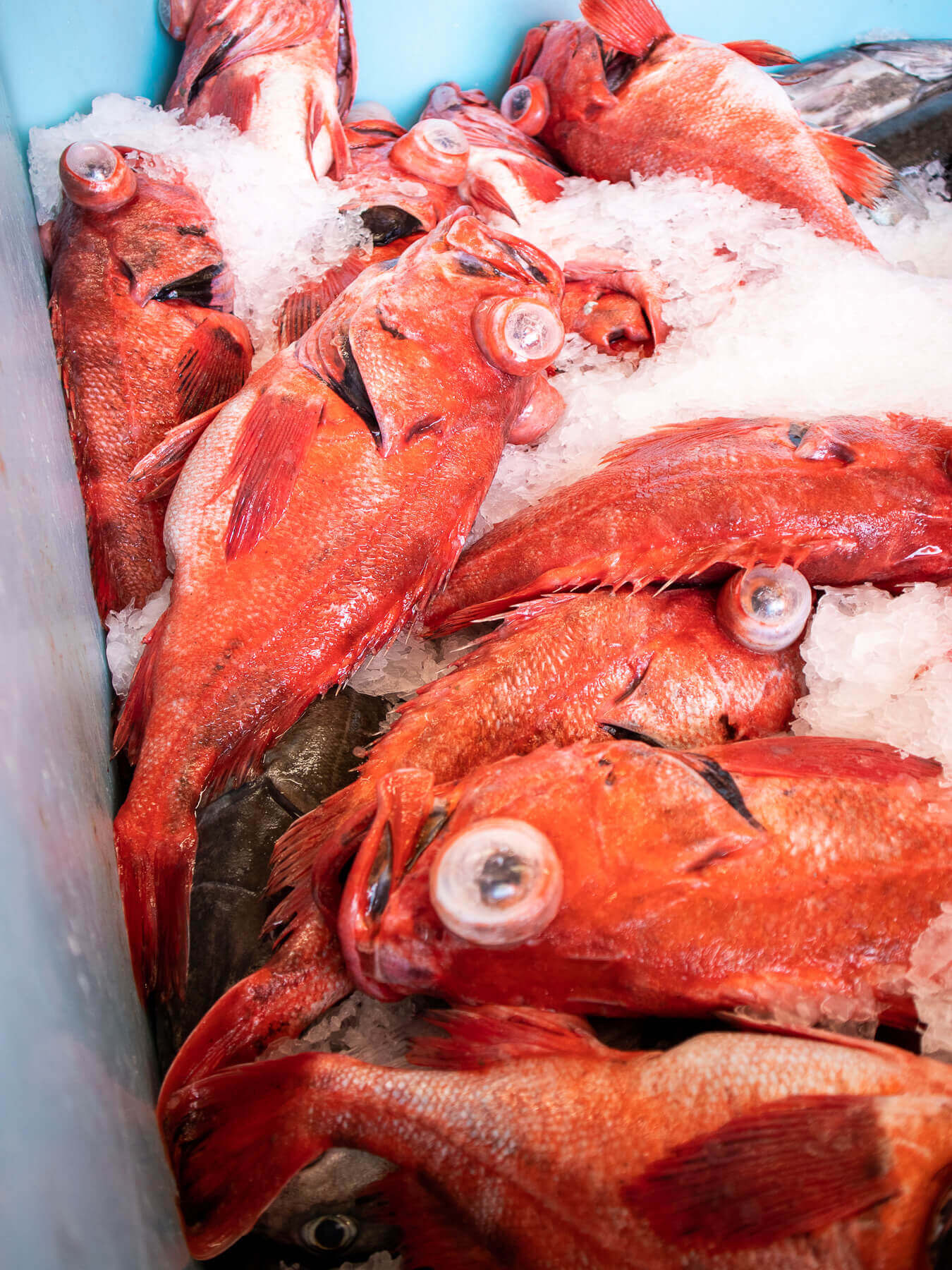 Thornyhead Rockfish — photo 2