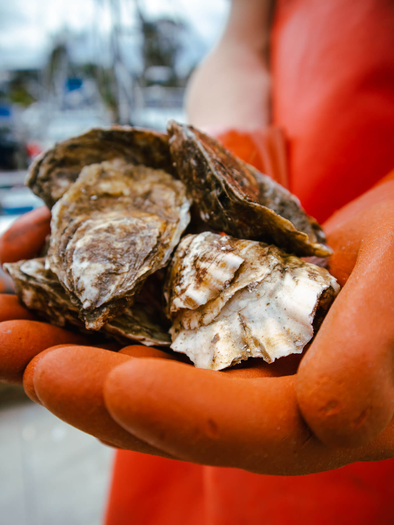 Hatsu Oysters — photo 2