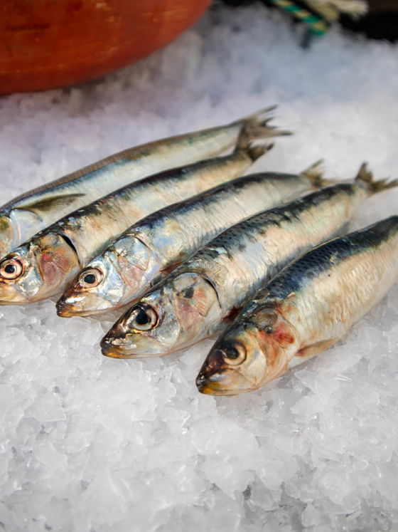 Sardines