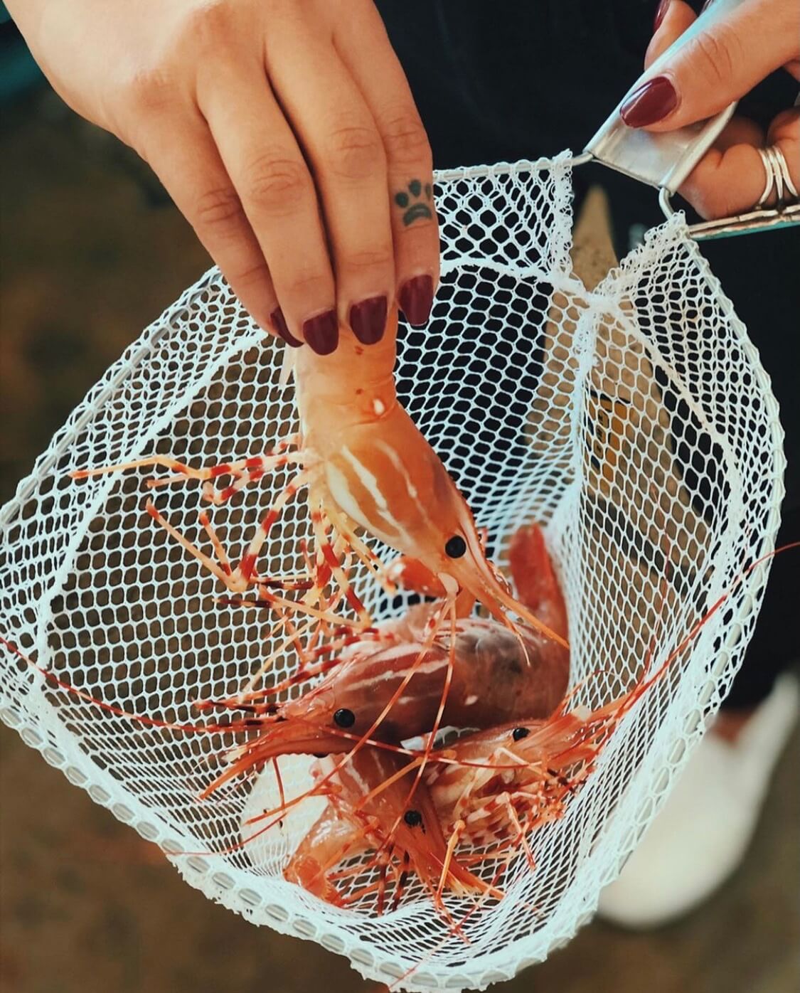 Live Spot Prawns — photo 2