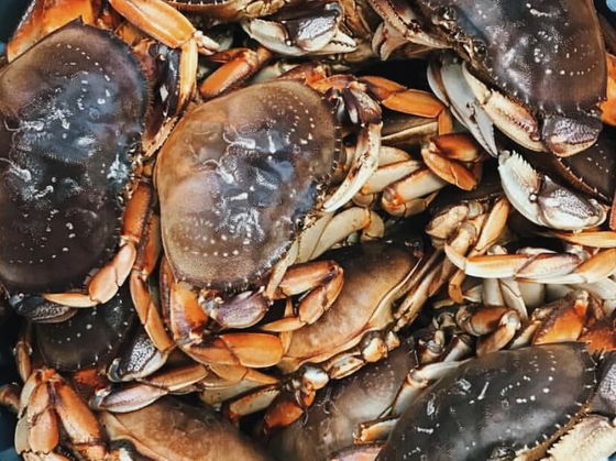 Live Dungeness Crab