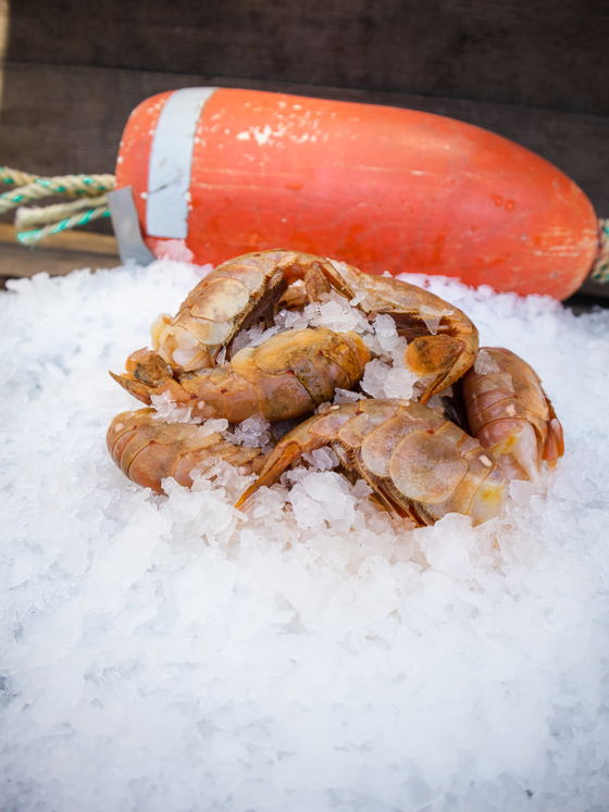 Previously Frozen Spot Prawns