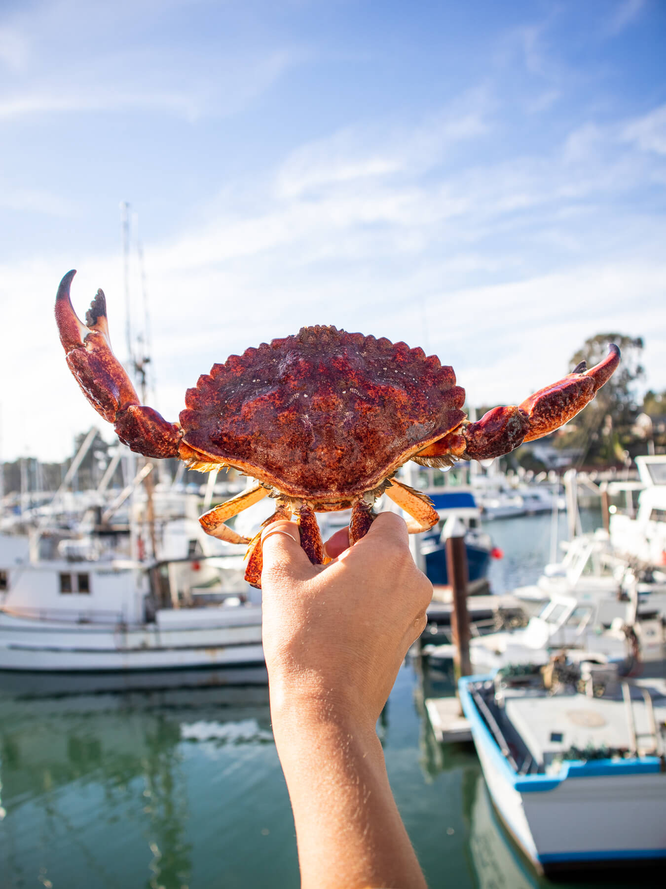 Live Rock Crab — photo 1