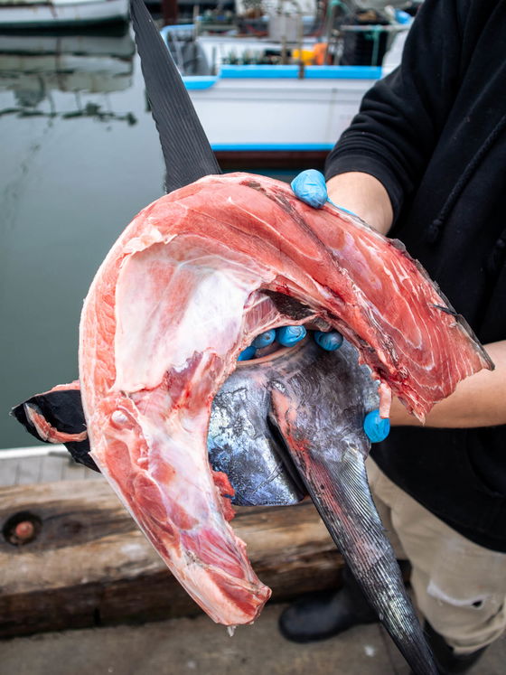 Bluefin Maguro Collars