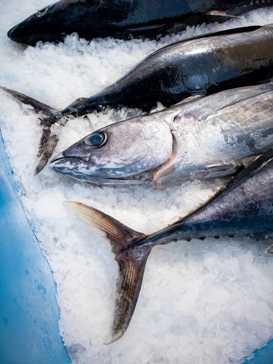 California Albacore