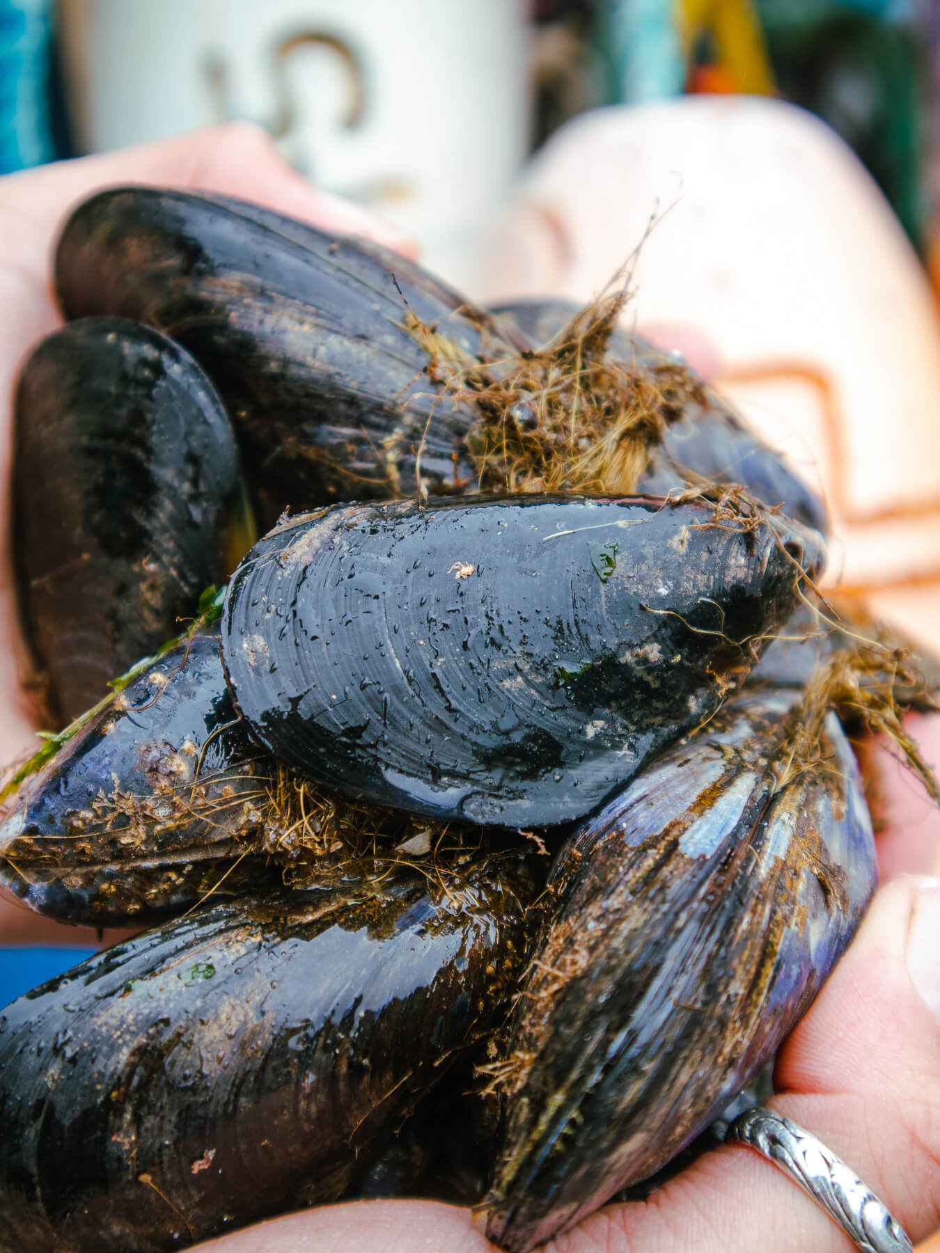 Black Mussels — photo 4