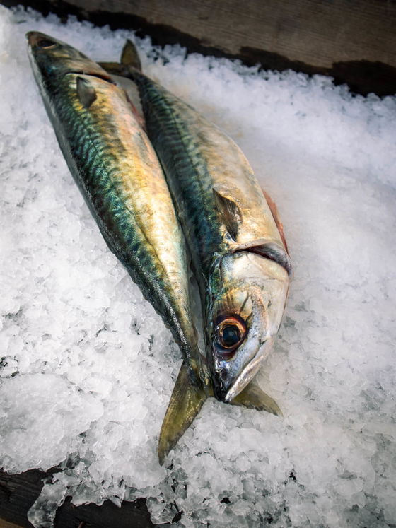 Pacific Mackerel