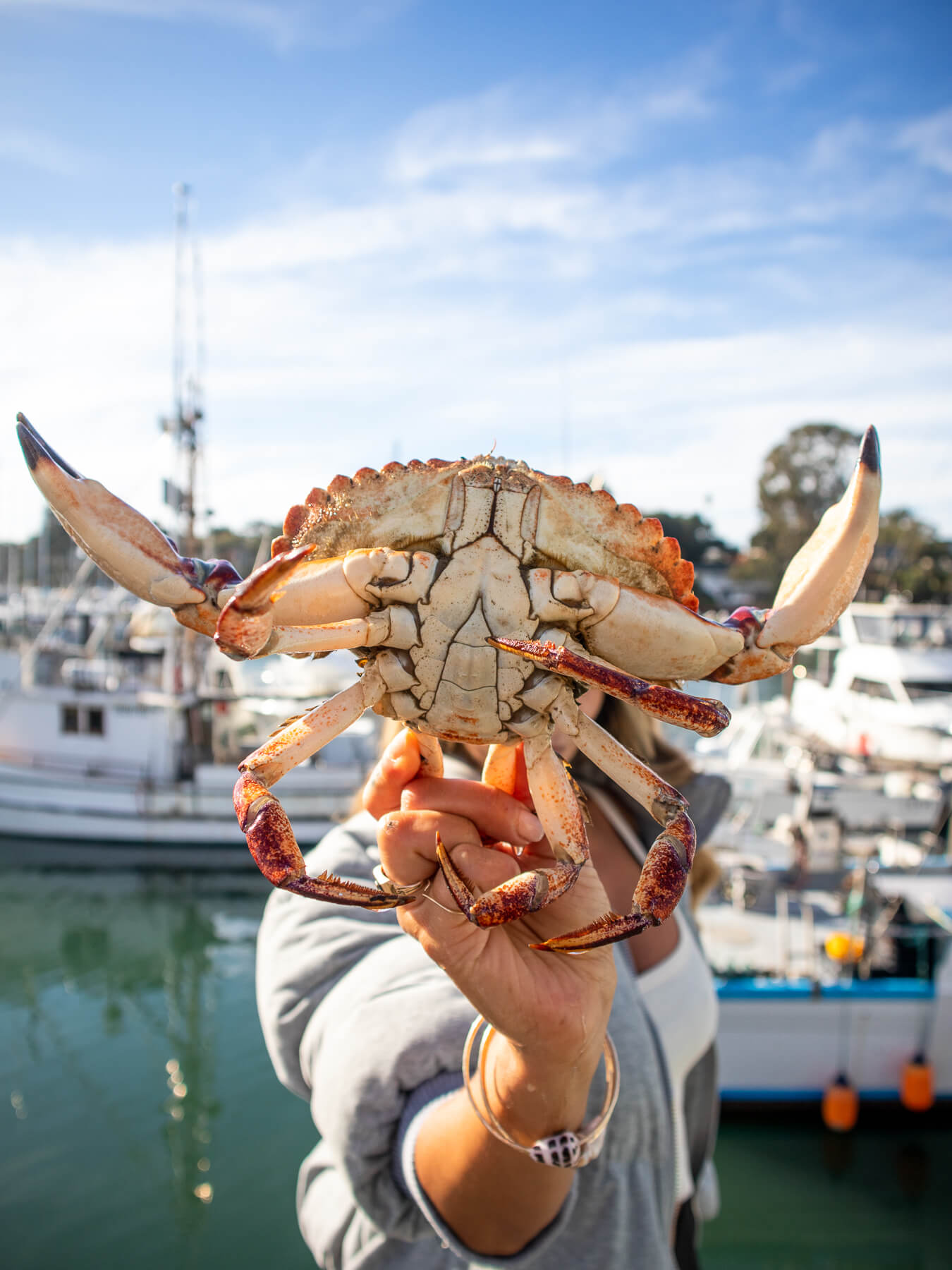Live Rock Crab — photo 3
