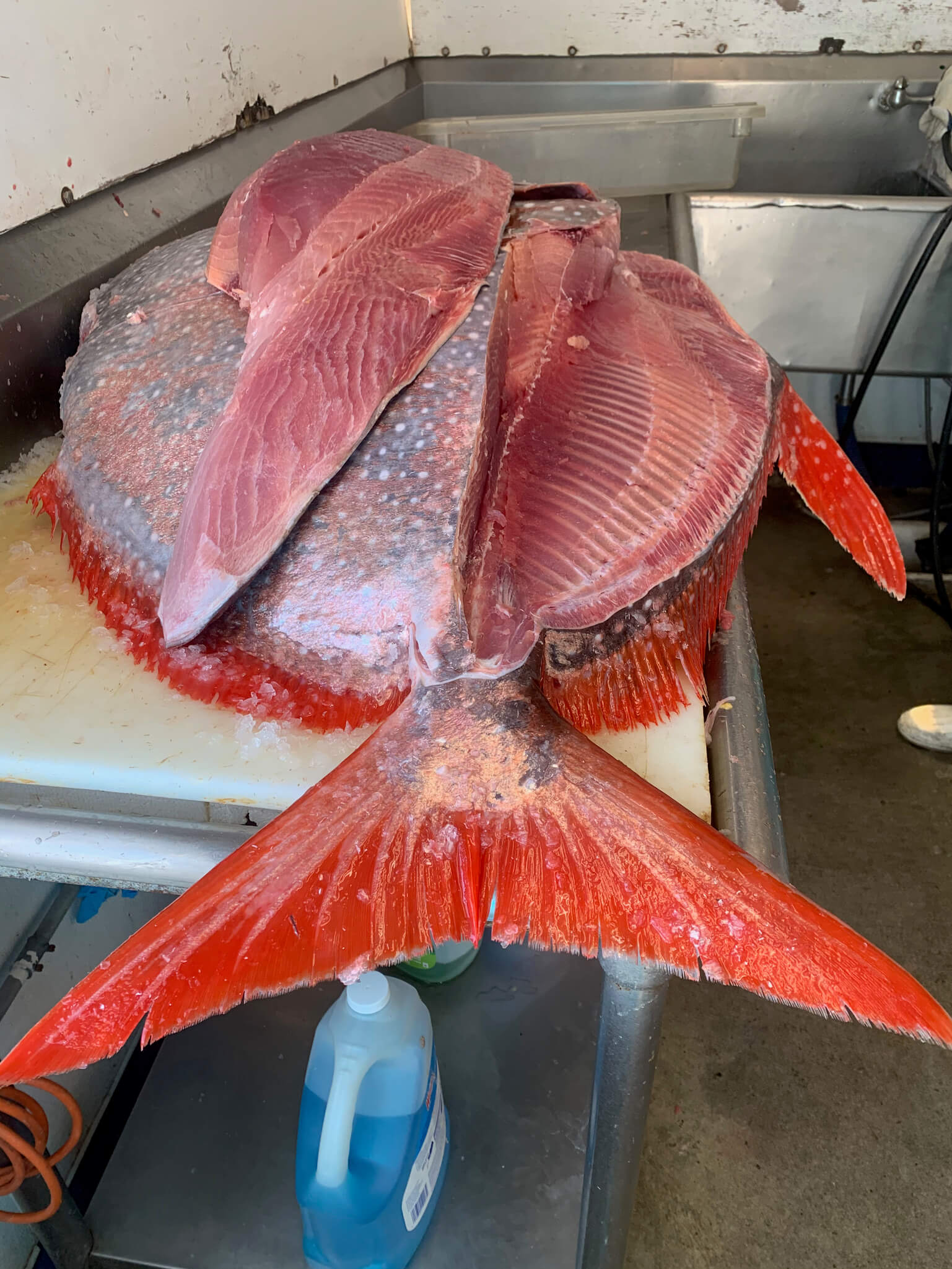Opah — photo 4