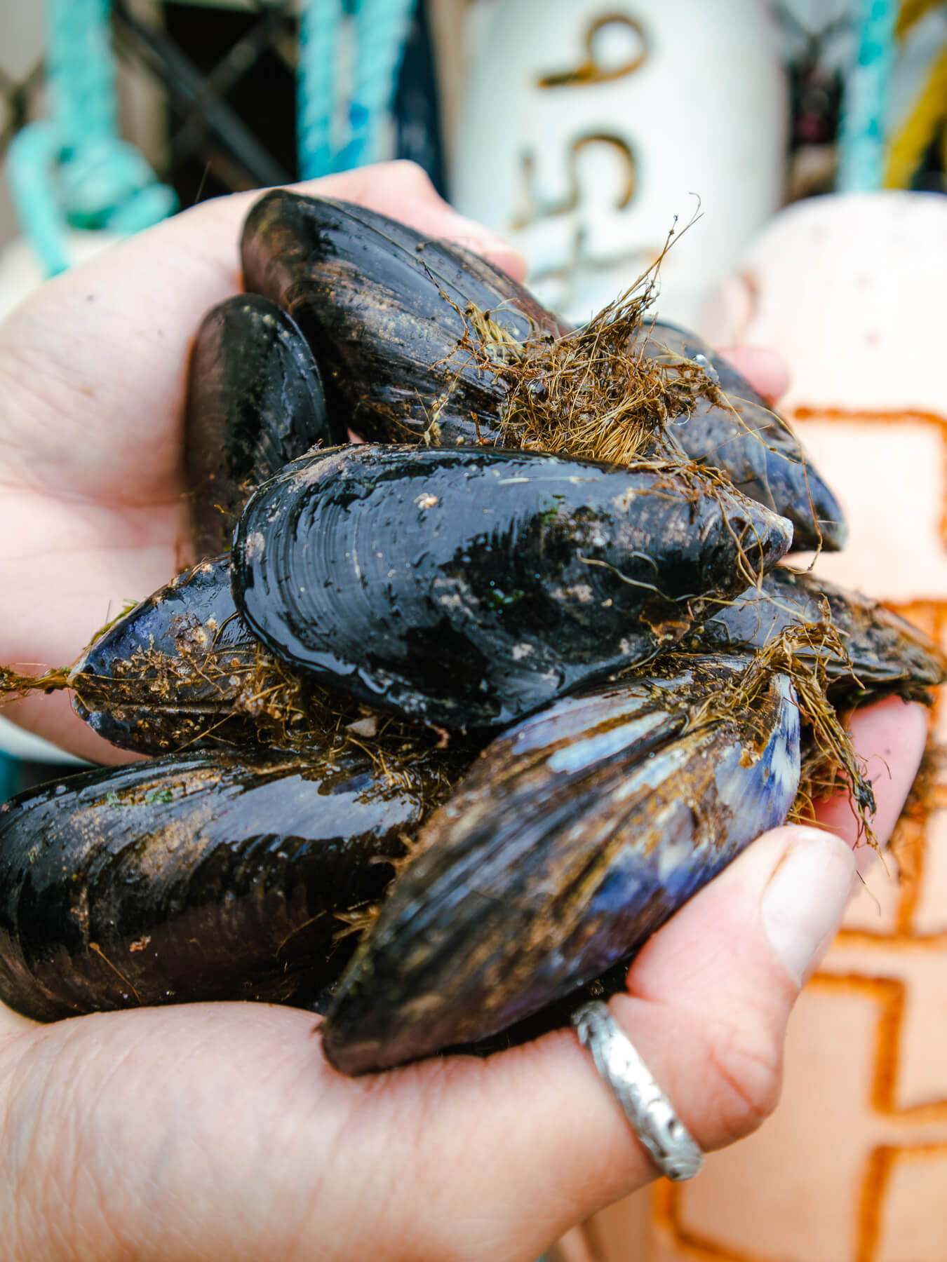 Black Mussels — photo 2