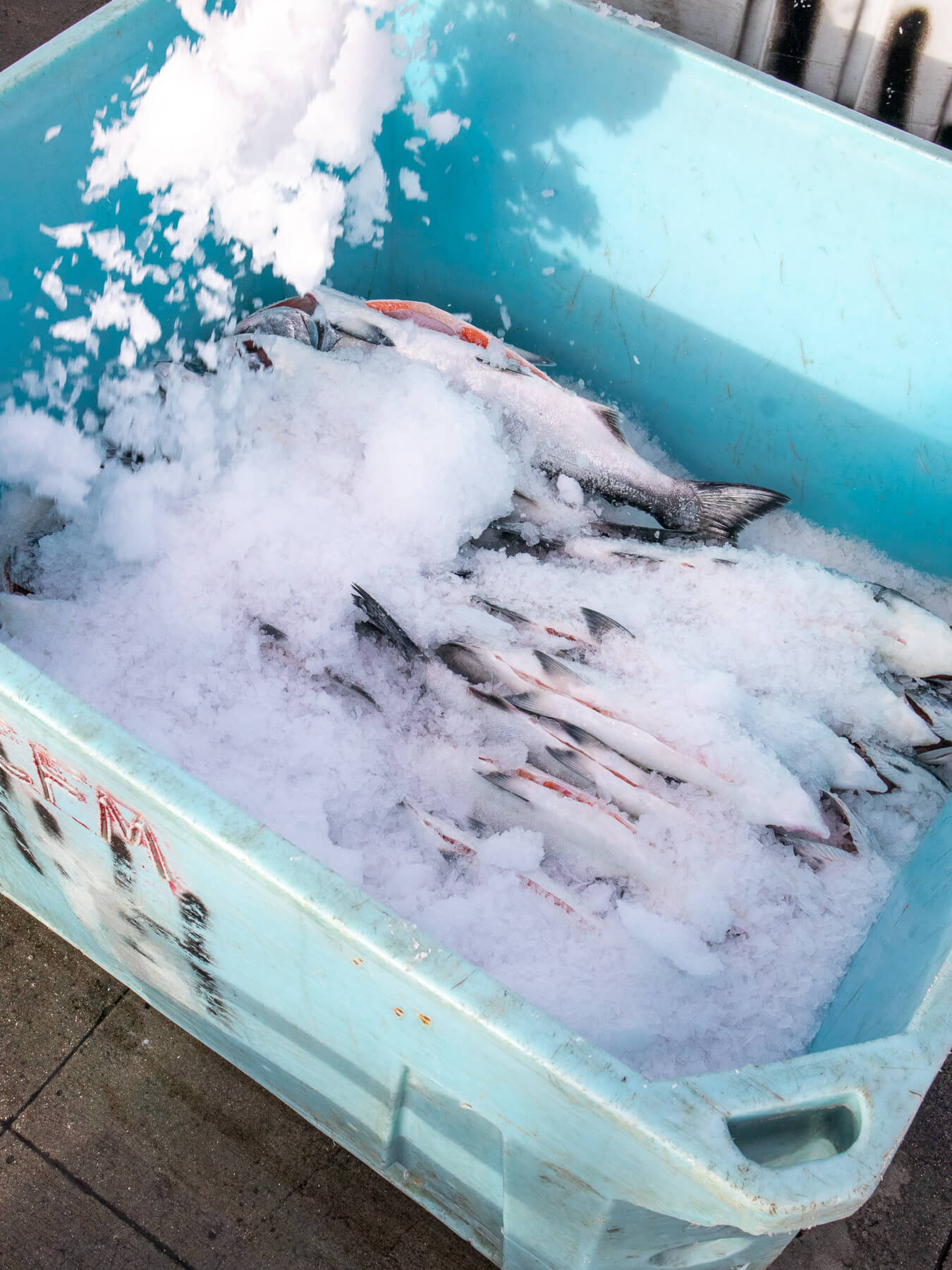 Previously Frozen King Salmon — photo 3